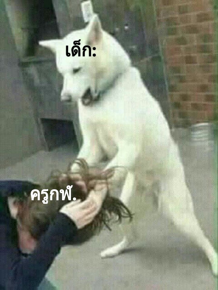T_NGPIR___NT_M's tweet photo. ครูกฬ.เรียกเด็กว่า"i หมา"
เด็ก:เรียกหมาหรอ!!? 
#โรงเรียนหลังวังย่านทวีวัฒนา https://t.co/sFzqn6vpxk