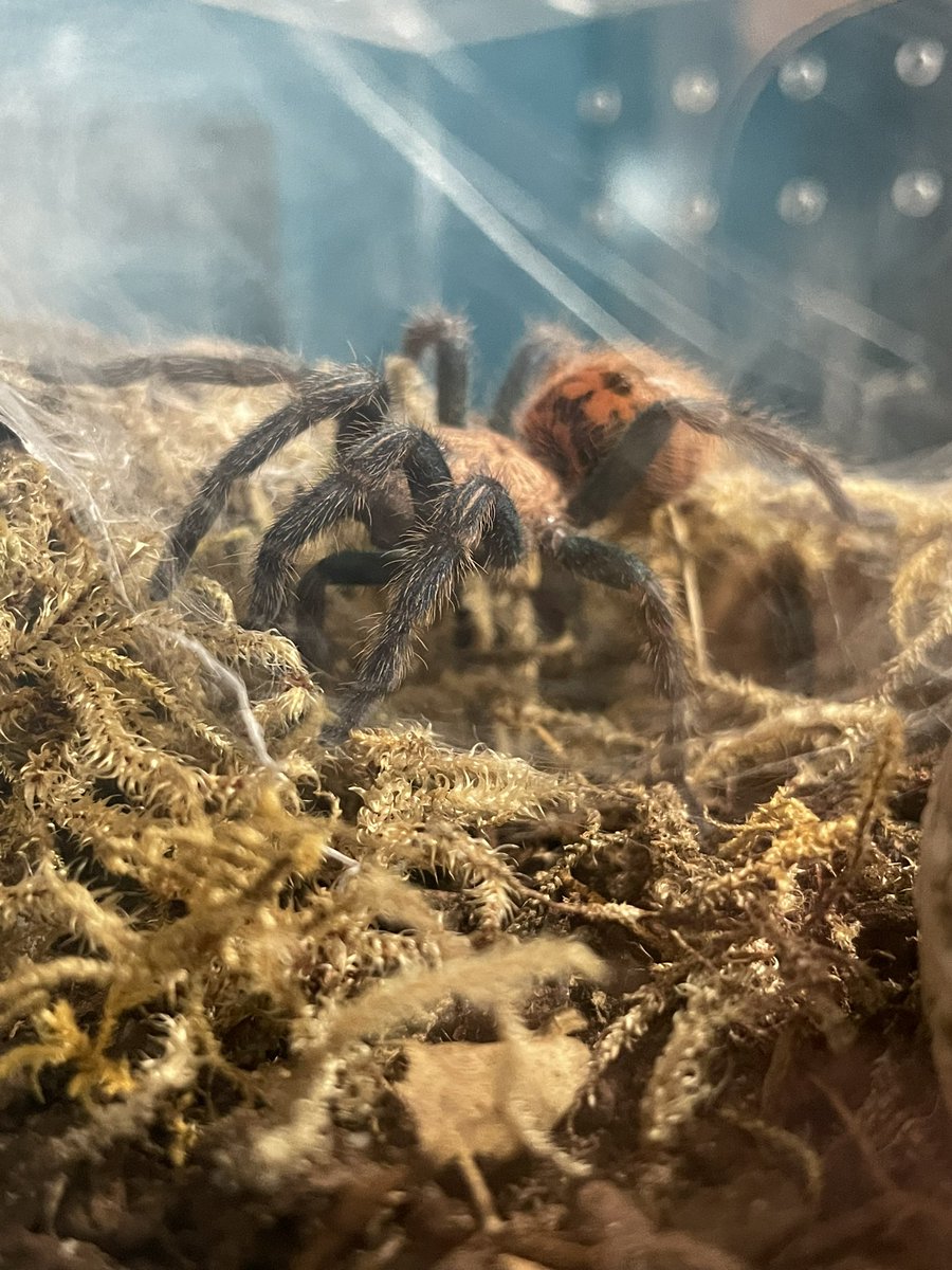 captioncrypto's tweet image. The most beautiful spider in the world award goes to Mr skinny Legs! My green Bottle Blue tarantula! He sure is growing up! The photo doesn’t do any justice!!