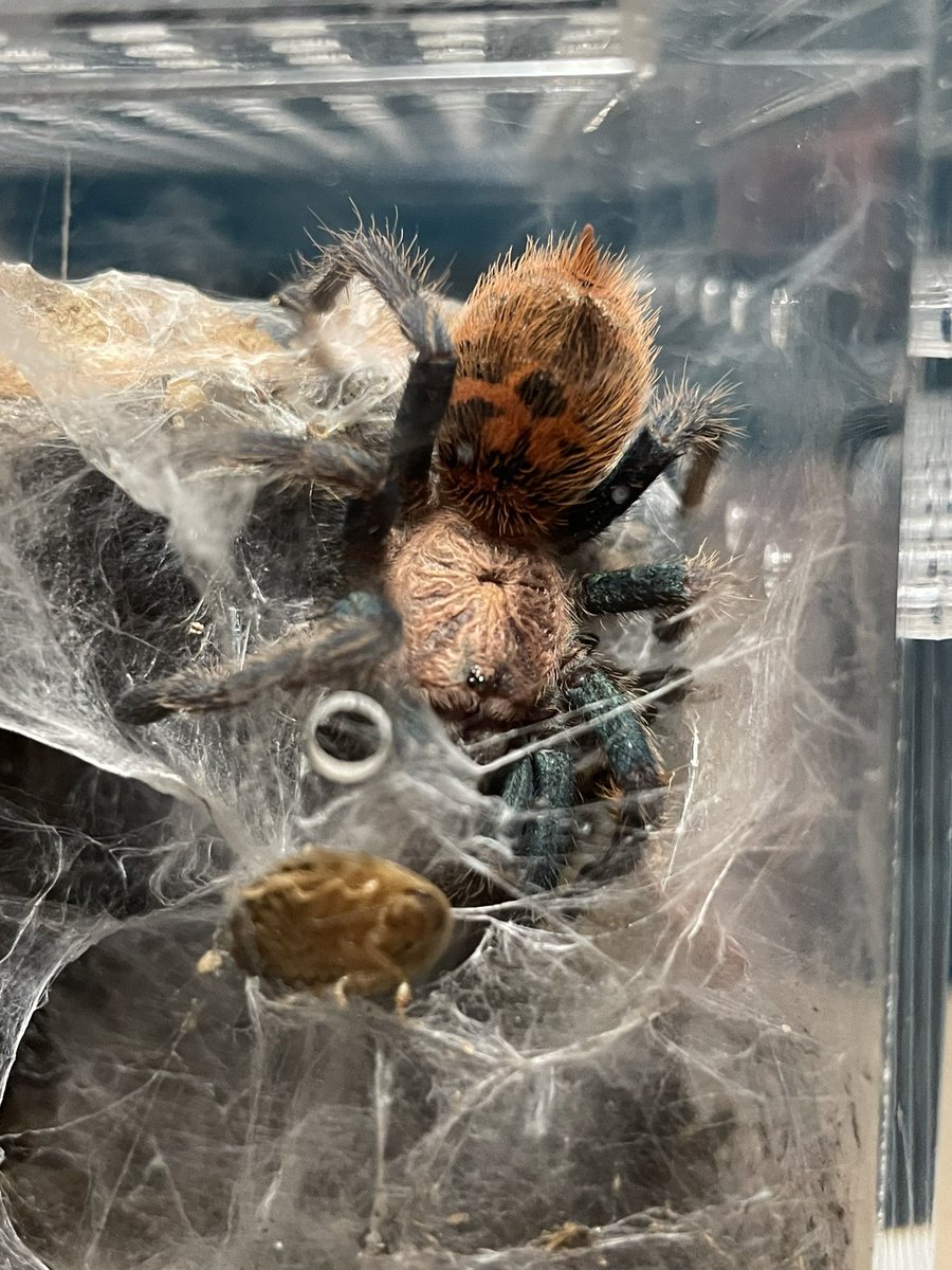 captioncrypto's tweet image. The most beautiful spider in the world award goes to Mr skinny Legs! My green Bottle Blue tarantula! He sure is growing up! The photo doesn’t do any justice!!