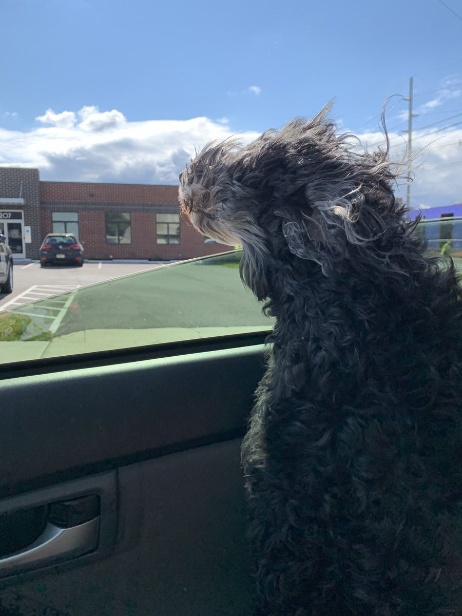 happycampercake's tweet photo. @pghrenegades I’m so sorry…your best must have been furry special! I lost my best friend one 2/14 this year. She loved riding shot gun! https://t.co/VH1cQ9sBP4