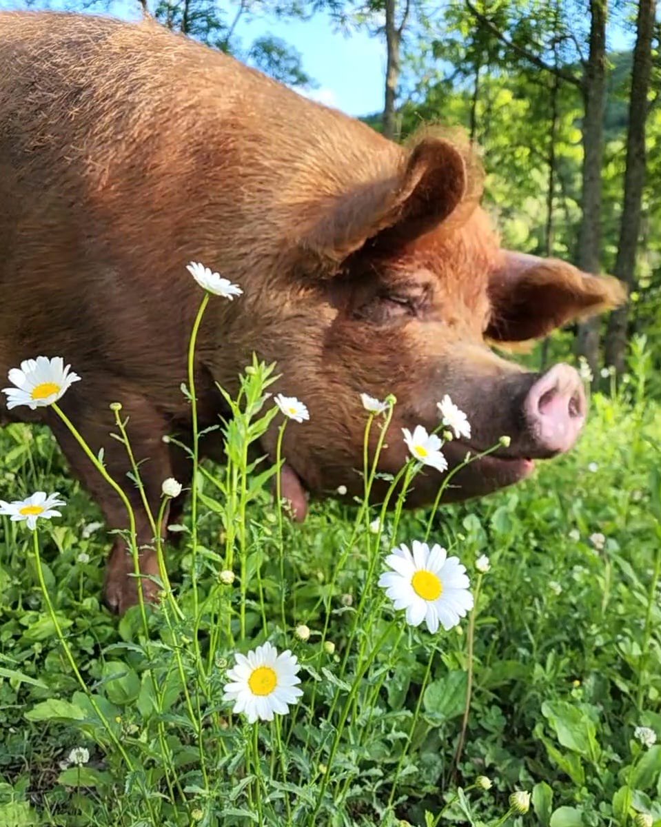 Broome Animal Sanctuary tweet media