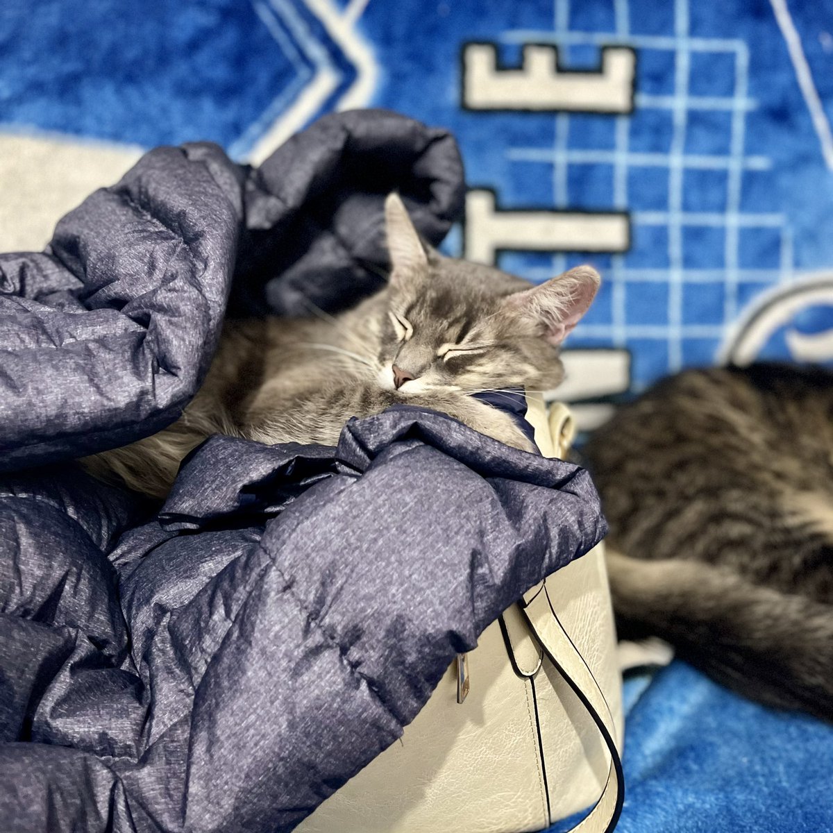 ijaviertorres's tweet photo. Se quedó dormida dentro del bolso.❤️🥹 https://t.co/P2QNKaM70d