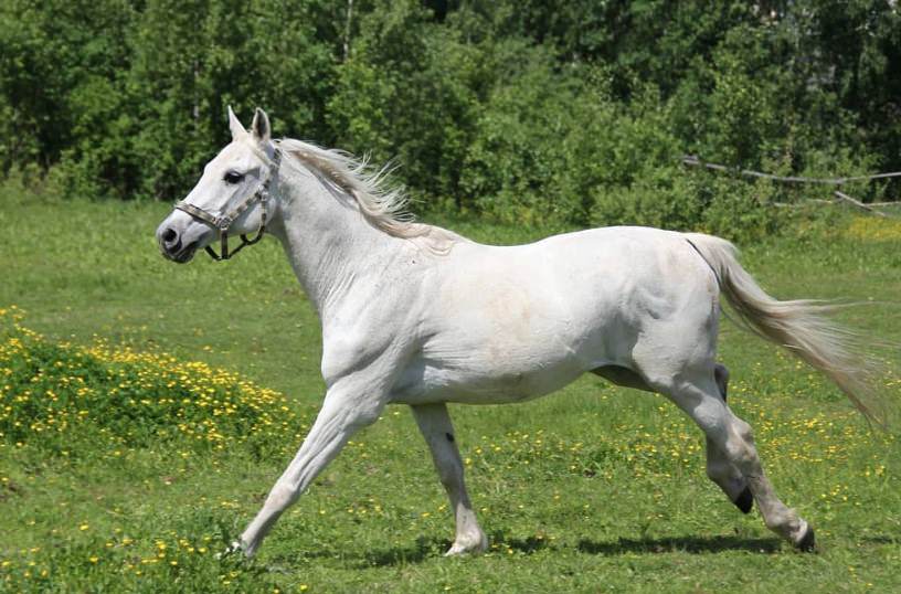 ggitsdnd's tweet photo. here are some pictures of horses. don't worry it'll make sense after today's episode https://t.co/iJGXN0lthY
