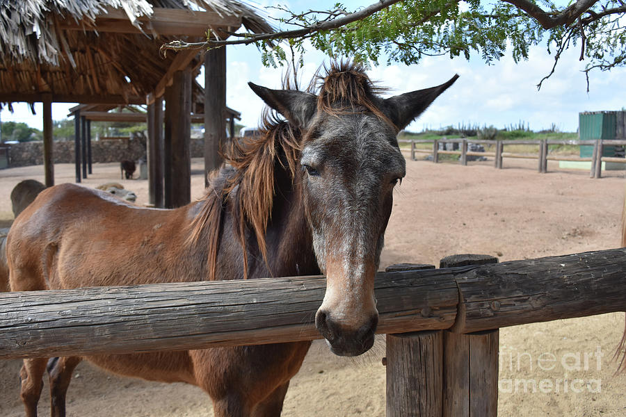 ggitsdnd's tweet photo. here are some pictures of horses. don't worry it'll make sense after today's episode https://t.co/iJGXN0lthY