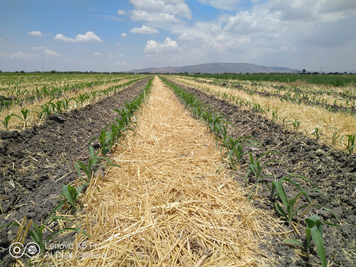 SalvadorRC0's tweet photo. Beneficios de usar el rastrillo de cuatro aros en V para el ciclo PV 2022 🌽🌽 #AGRIBA Sustentable @ACCIMMYT @CIMMYTesp https://t.co/eo20ADegM1