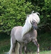 ggitsdnd's tweet photo. here are some pictures of horses. don't worry it'll make sense after today's episode https://t.co/iJGXN0lthY