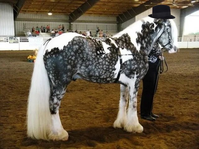 ggitsdnd's tweet photo. here are some pictures of horses. don't worry it'll make sense after today's episode https://t.co/iJGXN0lthY