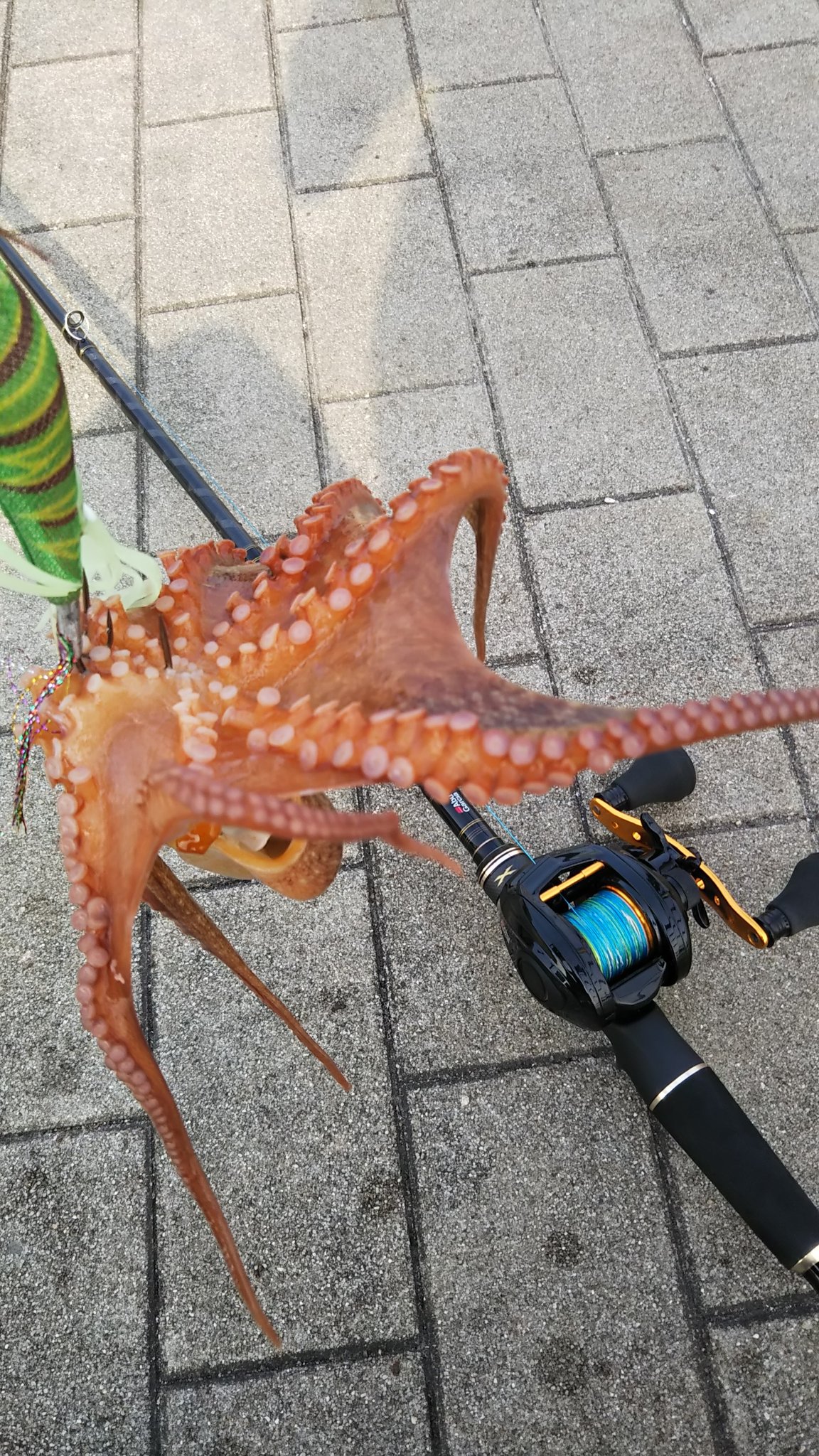 タコの釣り方を初心者さんに解説 タコエギやタコジグは面白いぞ 釣りとキャンプのマガジンblue S