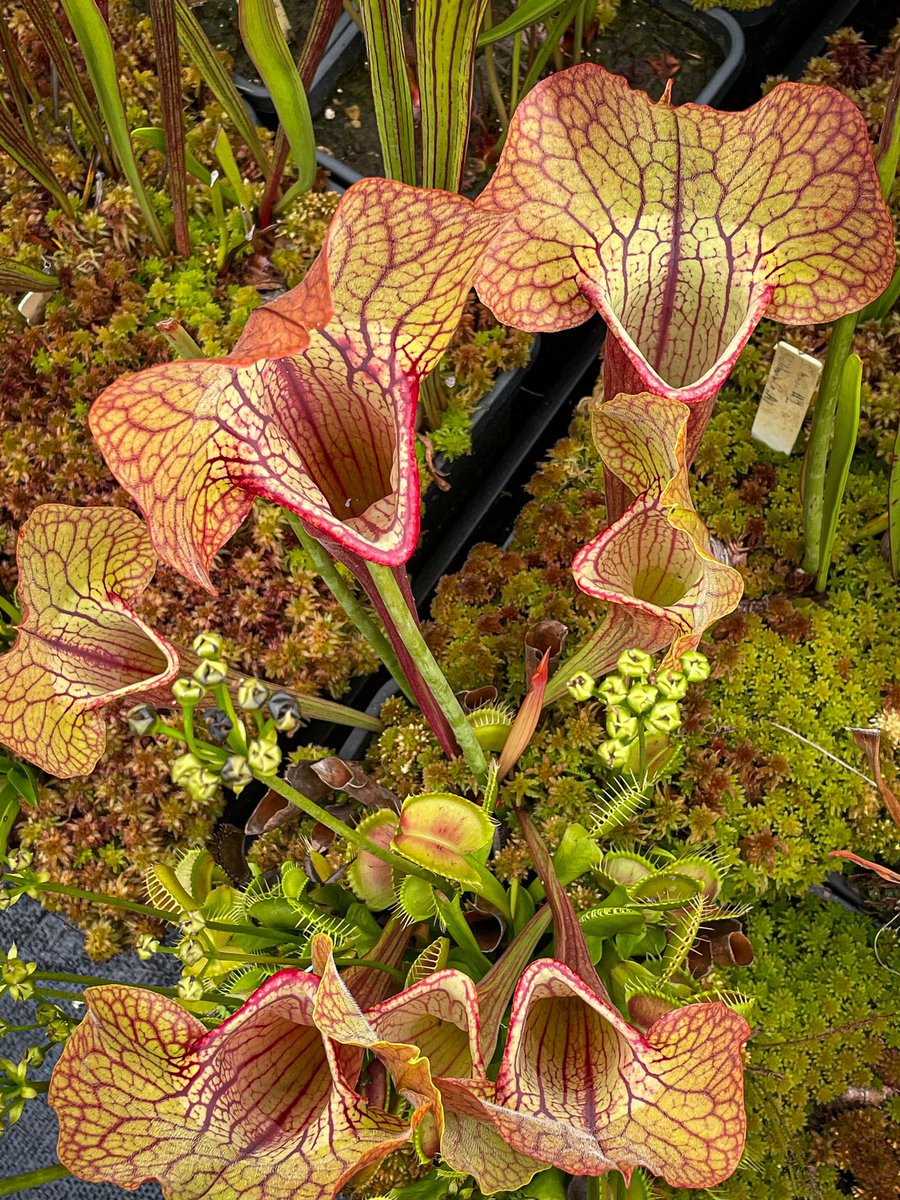 DirtyDivisions's tweet photo. A few shots around the collection while watering this evening.
#seedgrown #seedling #pitcherplant #carnivorousplants #sarracenia #plants #amazingplants #amazing #naturalbeauty #carnivorousplantsofinstagram #plantsmakepeoplehappy #plants #horticulture #wildflowers #tallahassee https://t.co/bzuEuFeklo