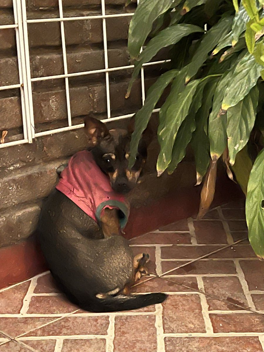 arimasenka's tweet photo. Busca a sus dueños. La encontré en el parque de @AlfonsoXIII_ @AlcaldiaAO CDMX 9/6/2022 por favor RT @PrrosPerdidosMX @UbicapetMexico @MascotasSismo @MascotaCoyoacan @Lacasadelsalchi @RescateAnimal https://t.co/iJCd4nFR1f