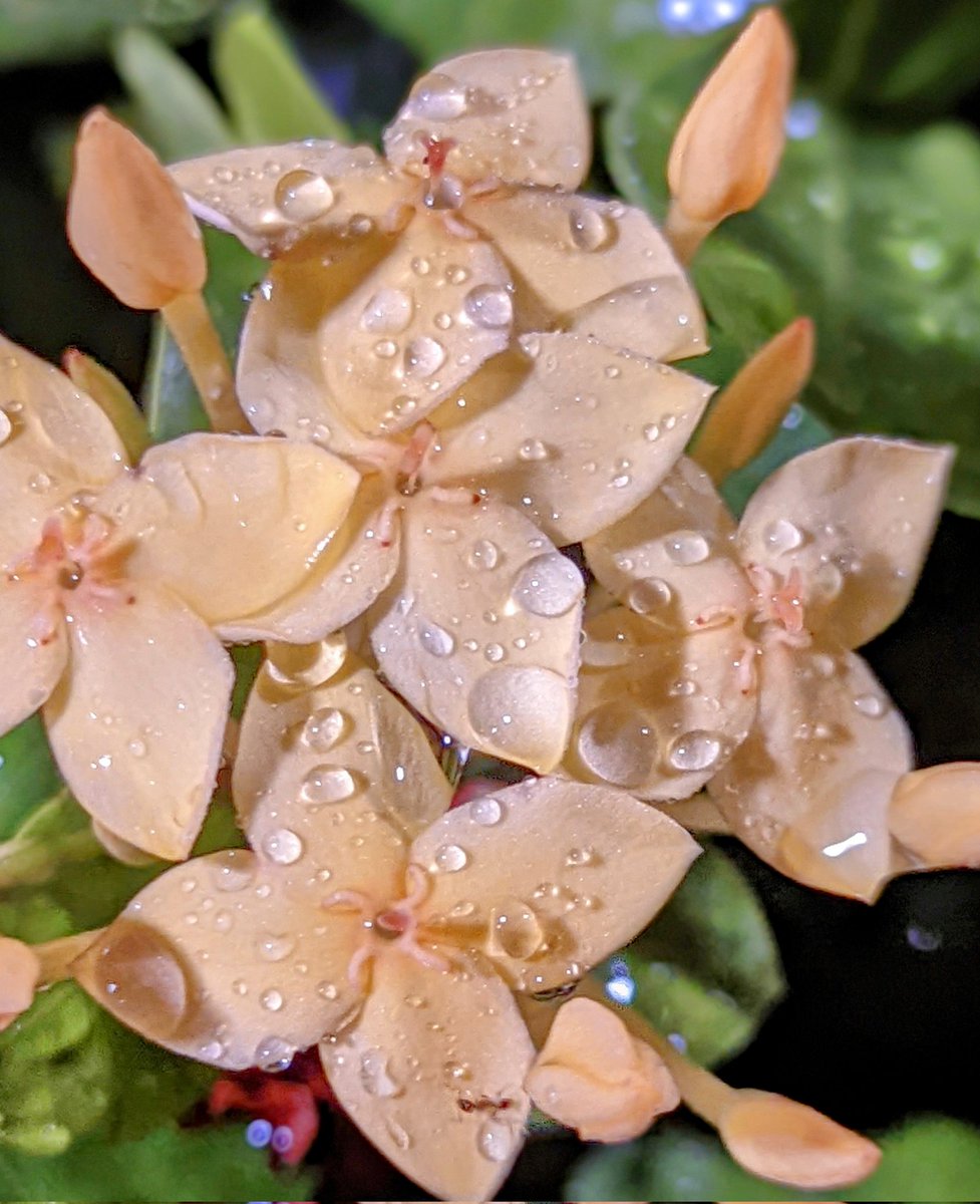 firozraja8's tweet photo. Rain soaked #FridayFreshness! #FlowerPhotography #Macroshot #Pictureoftheday #Tweetoftheday #Freshfromthelens #Upclose https://t.co/Qb2tc3fbFI