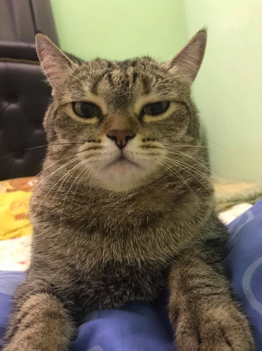 TranslatedCats's tweet photo. I'm going to be a bitch. https://t.co/3Pe7hAphpp