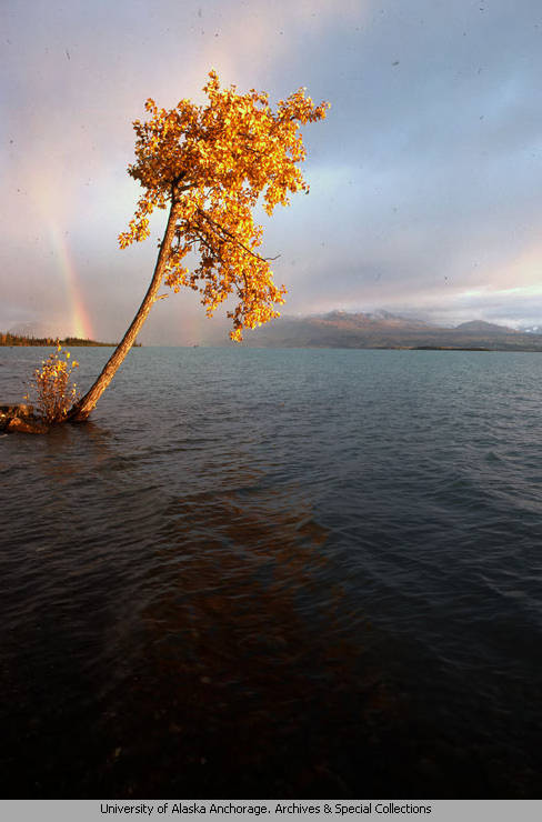 ANC_Historian's tweet photo. Sep 1982, cottonwood tree, Kenai Lake, and a rainbow. Photo by Nancy Simmerman. #alaskahistory #kenailake https://t.co/1R32Vy3oWM