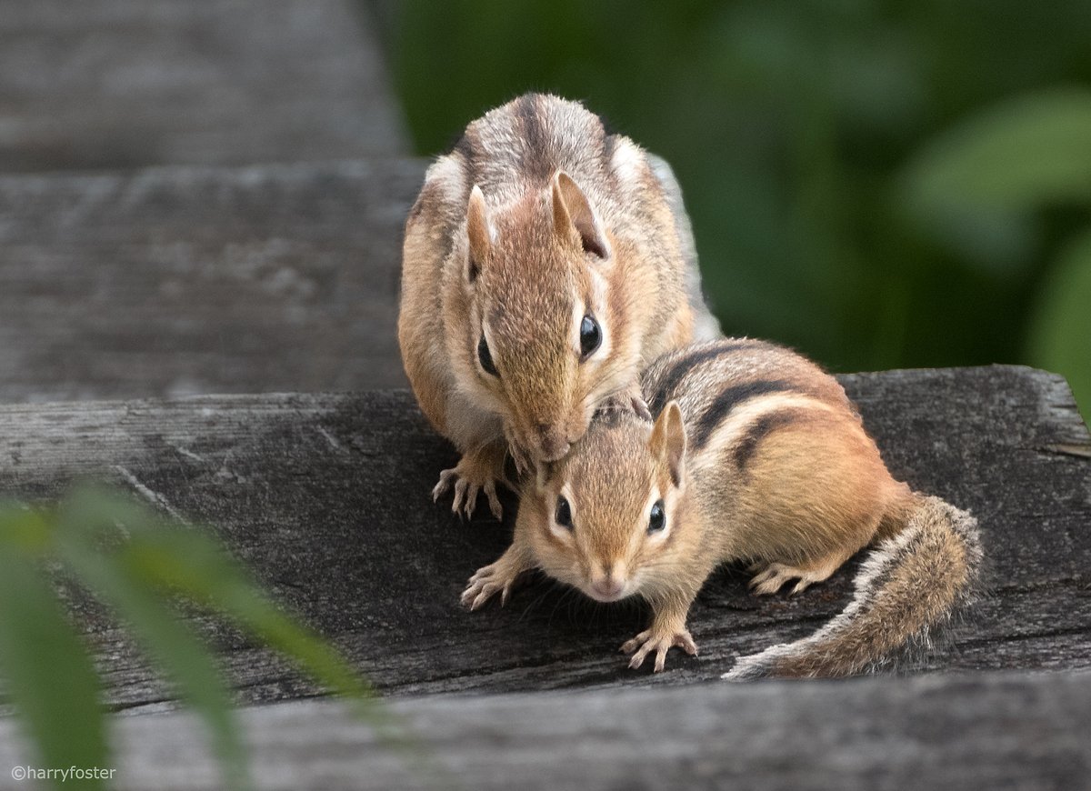 A mother chipmunk caring for and protecting her young one. More to come.#chipmunk #NaturePhotography