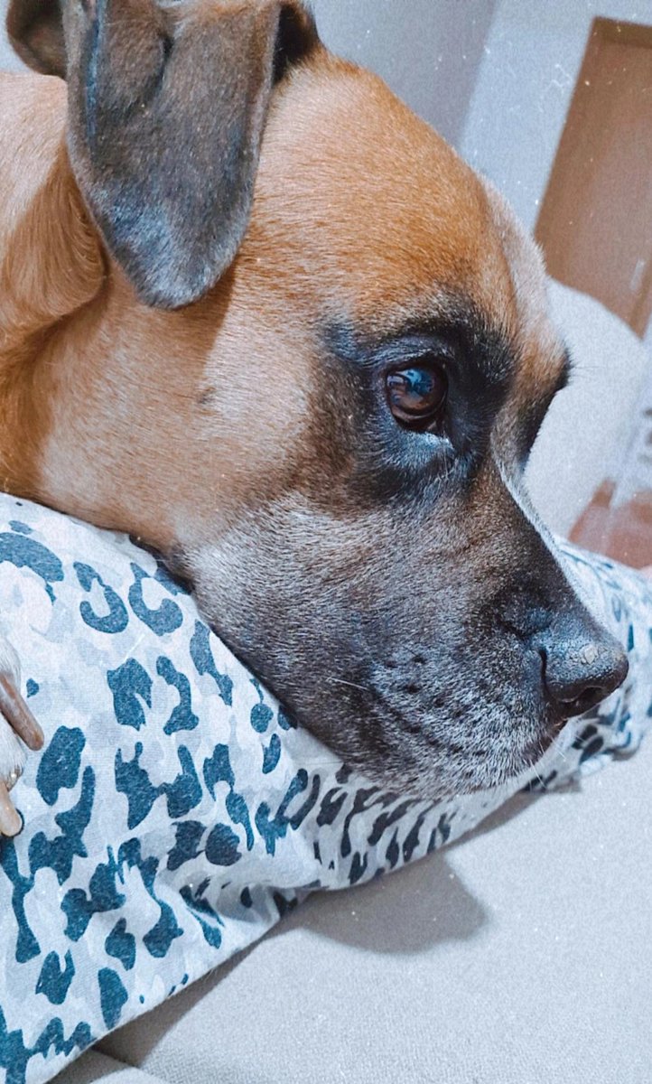 Carmen☆Chueli tweet media