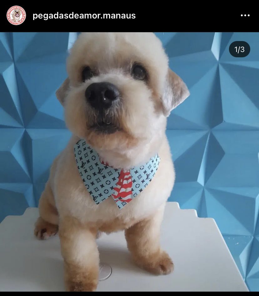 luizasuman's tweet photo. Gente a ong Pegadas de Amor daqui de MANAUS faz um trabalho lindo e está com mts dogs lindos pra adoção lá no CSU, mas não estao conseguindo adocoes pra eles😢😢😢😢 Aqui alguns dos bebês. 

RT pra divulgar! 

insta deles : @ pegadasdeamor.manaus https://t.co/1Q27kOtVB8