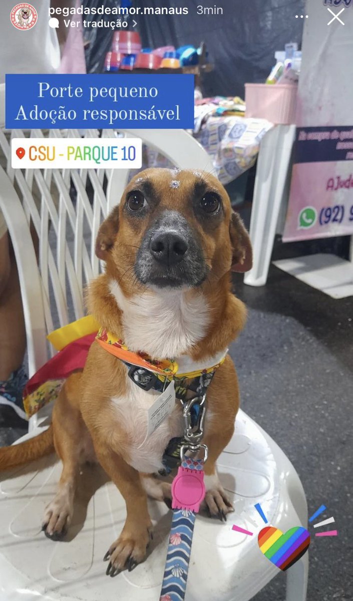 luizasuman's tweet photo. Gente a ong Pegadas de Amor daqui de MANAUS faz um trabalho lindo e está com mts dogs lindos pra adoção lá no CSU, mas não estao conseguindo adocoes pra eles😢😢😢😢 Aqui alguns dos bebês. 

RT pra divulgar! 

insta deles : @ pegadasdeamor.manaus https://t.co/1Q27kOtVB8