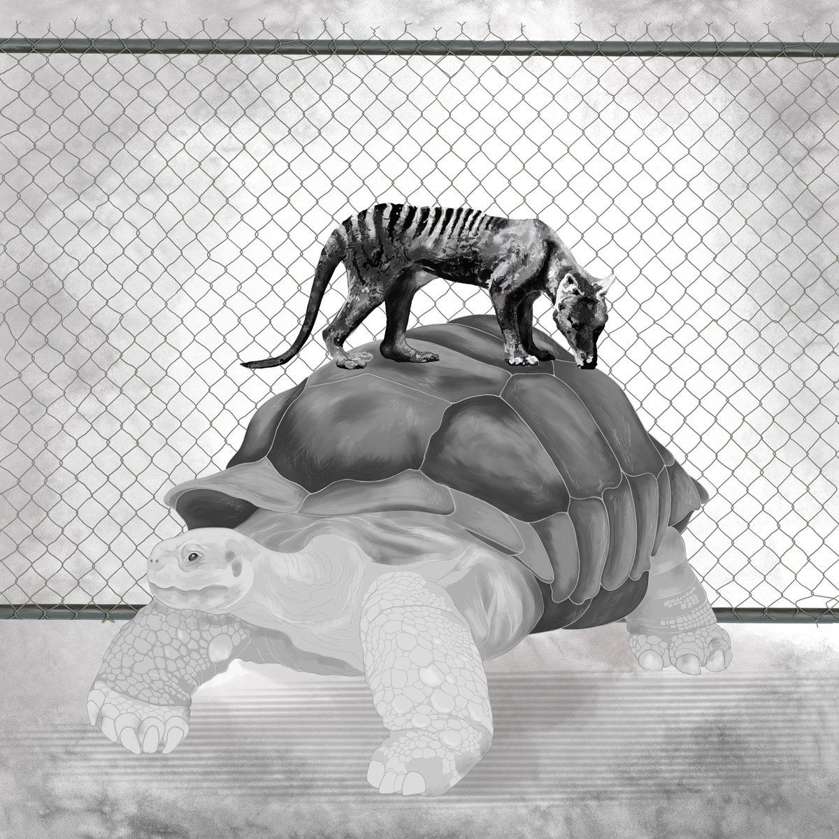 Tortoise 🐢 023
Eliminated. Annihilated.
The Thylacine.
Extinct.

Art+Haiku 023/099
#NFTCommunity #nftart #NFTartist