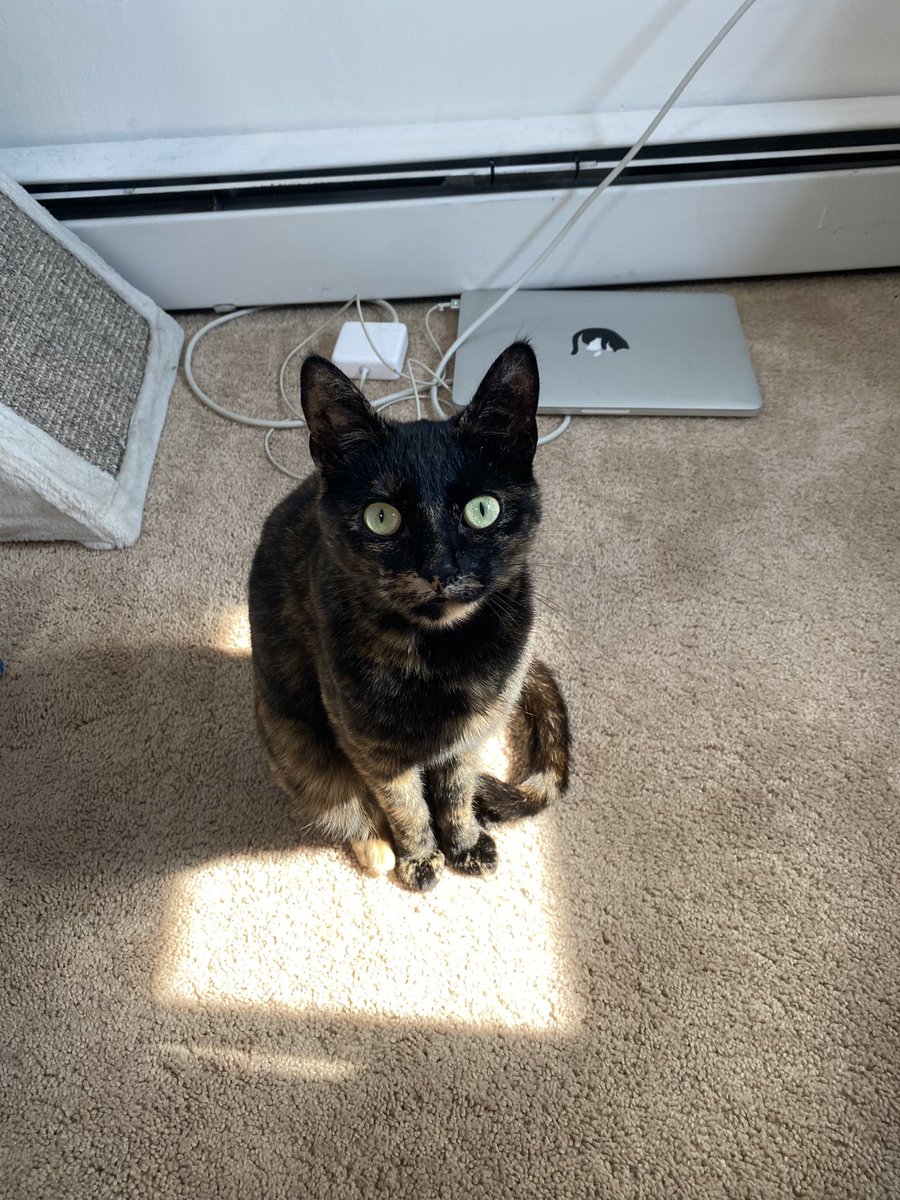 _lizard's tweet image. my brain finding the very last molecule of serotonin