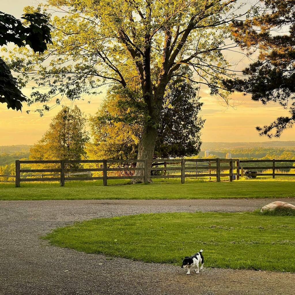 alexaclark's tweet photo. Then end of a long day and #PixieMBH needs one last bark into the dying daylight.
And then another nap.
It’s a hard hard life for a dog.
So hard.
.
.
. https://t.co/rDqrCto4bl
