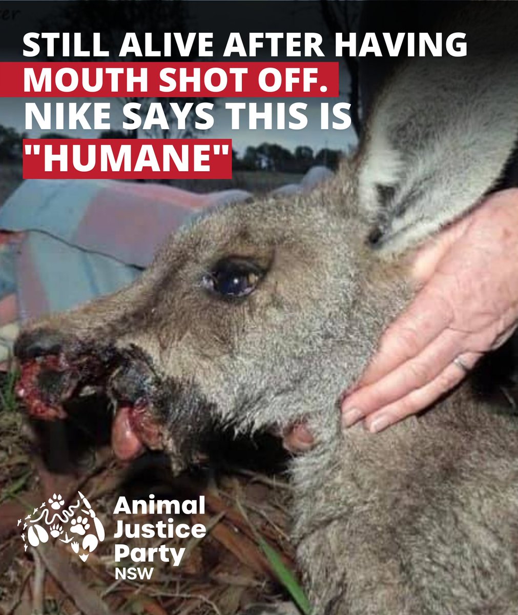 AJPNSW's tweet photo. Join us as we call Nike out for their utterly disgraceful use of kangaroos to make soccer boots.
➡ July 9th, 11am Nike Store 319 George St Sydney.
Event Link: https://t.co/K3ATZ1SDww
Read More ⬇ https://t.co/7RJPjk68Am