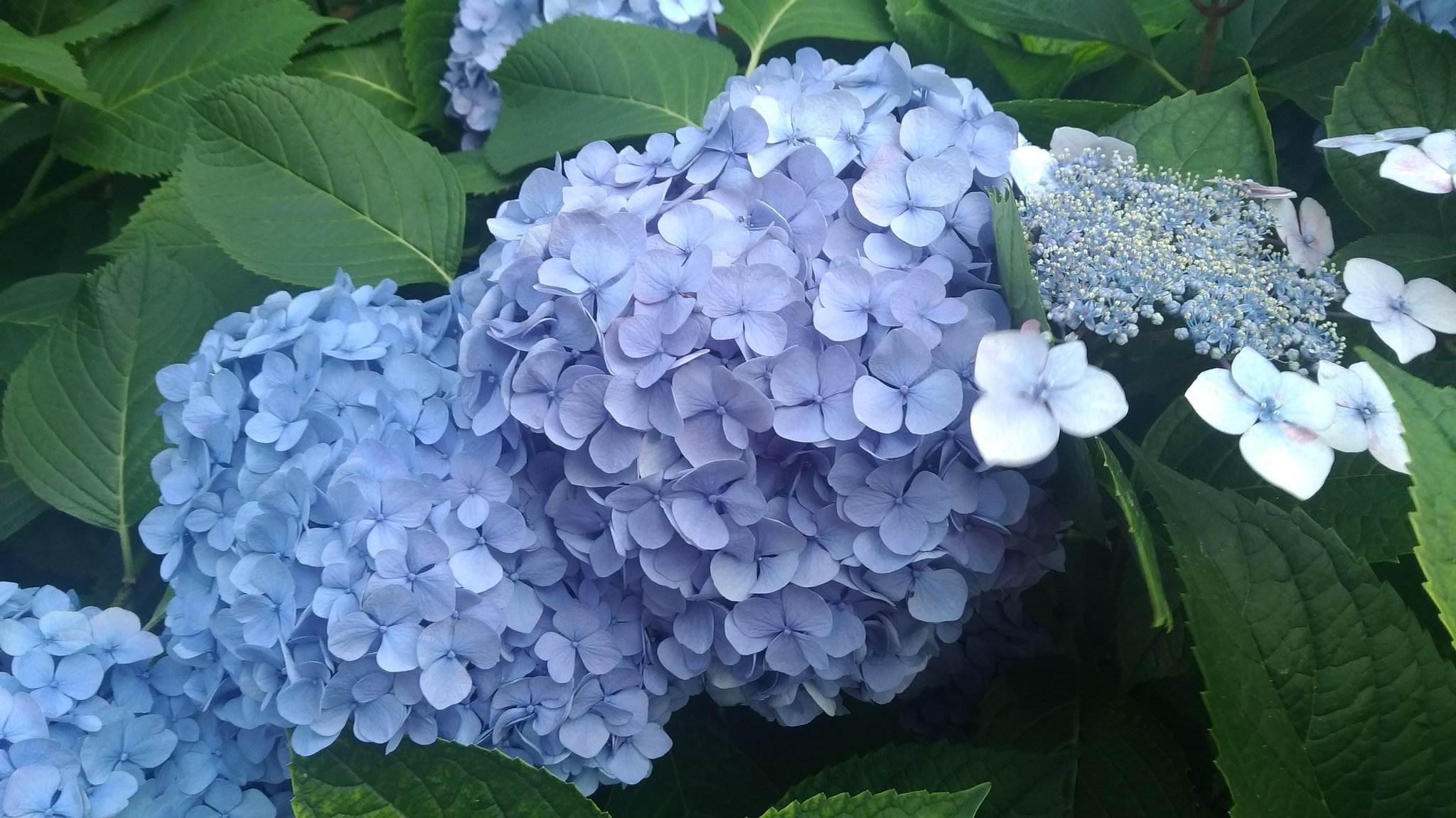 ラテン語さん アジサイの時期です アジサイの英語名hydrangea Sexy Zoneの曲の名前 にも入っています の語源は古典ギリシャ語で 水 ὕdwr Hudōr 入れもの ἀggeῖon Angeion です これは アジサイの花ではなく実がカップのような形だからです