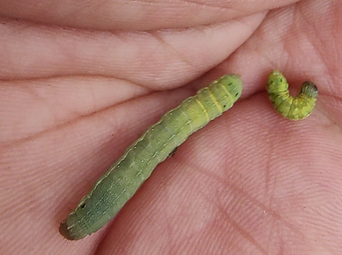 Les presento al gusano soldado (Spodoptera exigía) plaga cíclica que se presenta en ciertos temporadas en ciertas zonas. 

Son muy voraces y tienen hábito gregario, de ahí su nombre. Otra característica es que son más activos durante la noche. 

<a href="/CIMMYT/">CIMMYT</a>