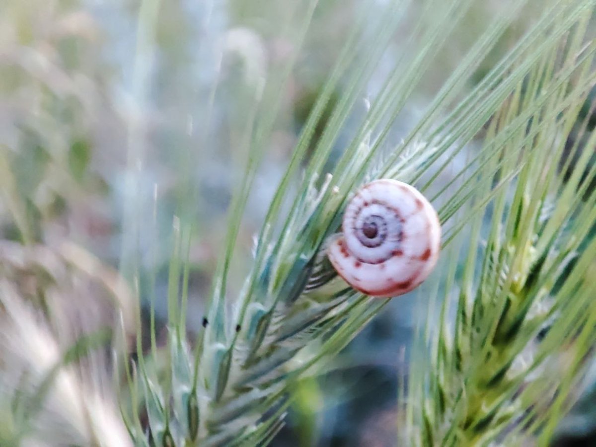SkyShell_studio's tweet photo. Nature allows not only to escape from everyday life, but also gives a lot of thoughts &amp; #ideas

Considering how it all works, you realize that most of the #technology of today is a childish attempt at copying.

---
#NeuralNetworks #SkyShell #programming https://t.co/hpDxQGFPi2