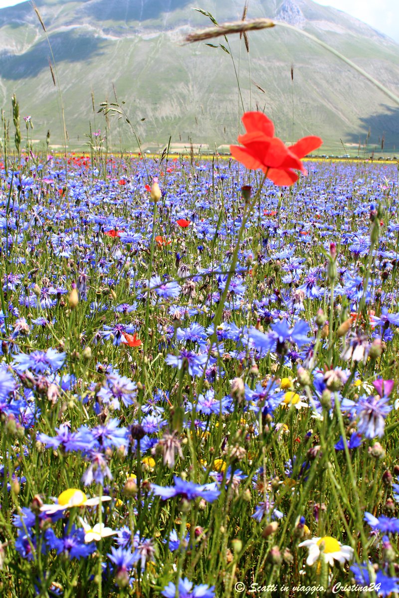 Castelluccio di Norcia - Fiorita 
#norcia #castellucciodinorcia #fiorita #fioritadicastelluccio #papavero #foto #fotografia #paesaggio #pianadicastelluccio
