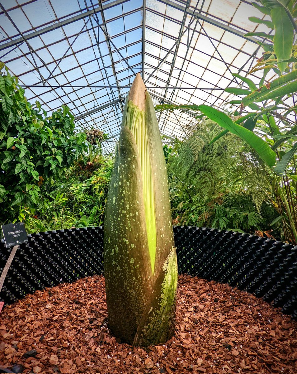 I just couldn't keep myself under wraps any more... IT'S TIME TO BLOOM! 😱😁🌷🎉

#TitanArum #TeamRBGE #RBGEHort #FlowerPower #BigPlant #MightyMorphinFlowerTime