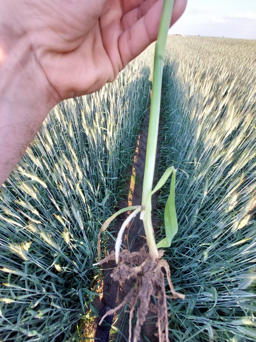 lc_sztywniutko's tweet photo. Żyto już wie że będzie leżeć plackiem i robi korzenie podporowe jak kukurydza🤣😂
#winterrye #żyto https://t.co/pcYTEXFc6n