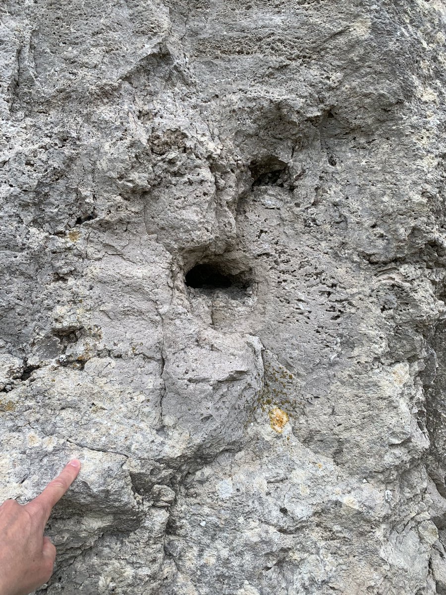 Deep & shallow water and continental carbonates, ammonites, thromobolites, red beds faults & folds, all in a week. Always a joy to be in the Wessex Basin, particularly with such an amazing group of students ⁦@man_basins⁩ ⁦@UoM_EES⁩