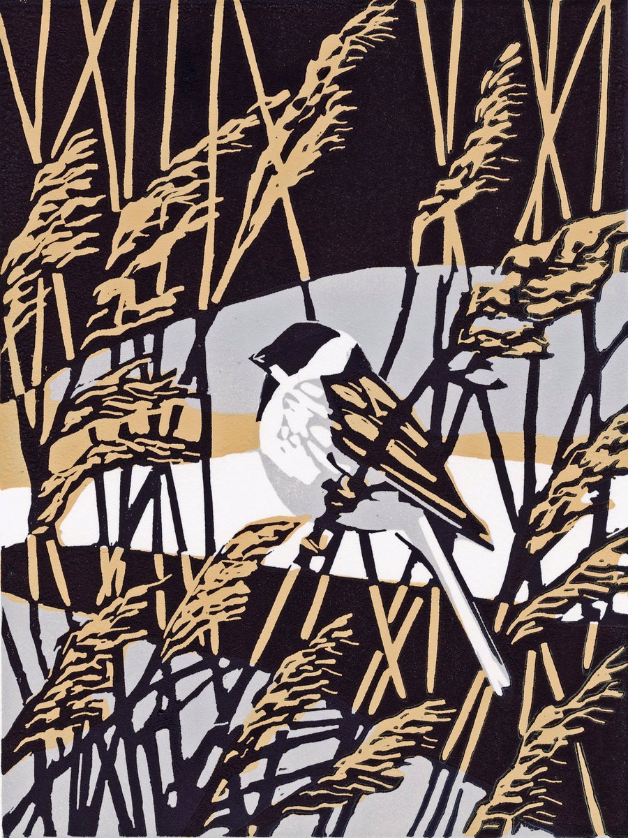 maxangusmaker's tweet image. ‘Reed bunting’ 3 block linocut on #stcuthbertsmill Somerset paper. Image size 15.5 x 21.5cm. Edition of 26 . Expecting to be framed by next week and soon off to the galleries on the Gallery Page. maxangus.co.uk
‘Reed Bunting’