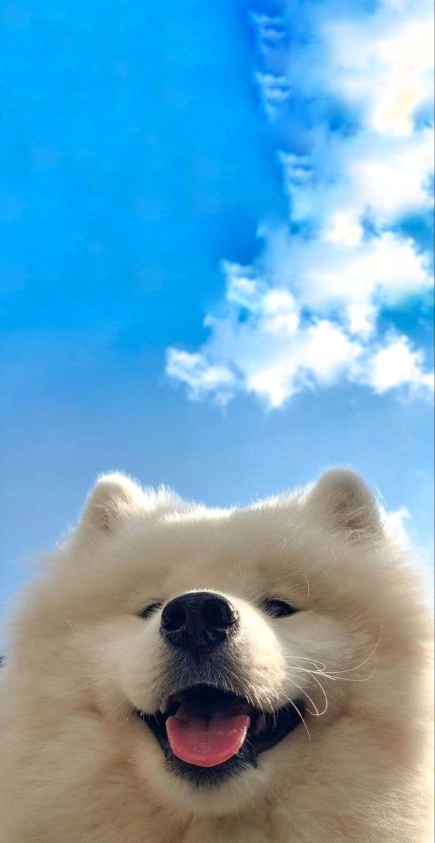 dinogodwhale's tweet photo. When you wake up in paradise this is what you see https://t.co/6TJzWZxtoK