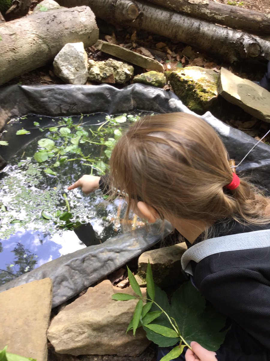 PipersForestSch's tweet image. Reception @PipersPrePrep had a busy afternoon feeding our tadpoles 🐸 and putting baby caterpillars 🐛 into their individual feeding pots. It’s wonderful to watch everything growing. #summer #PipersOutdoors #Pipersforest #forestfun