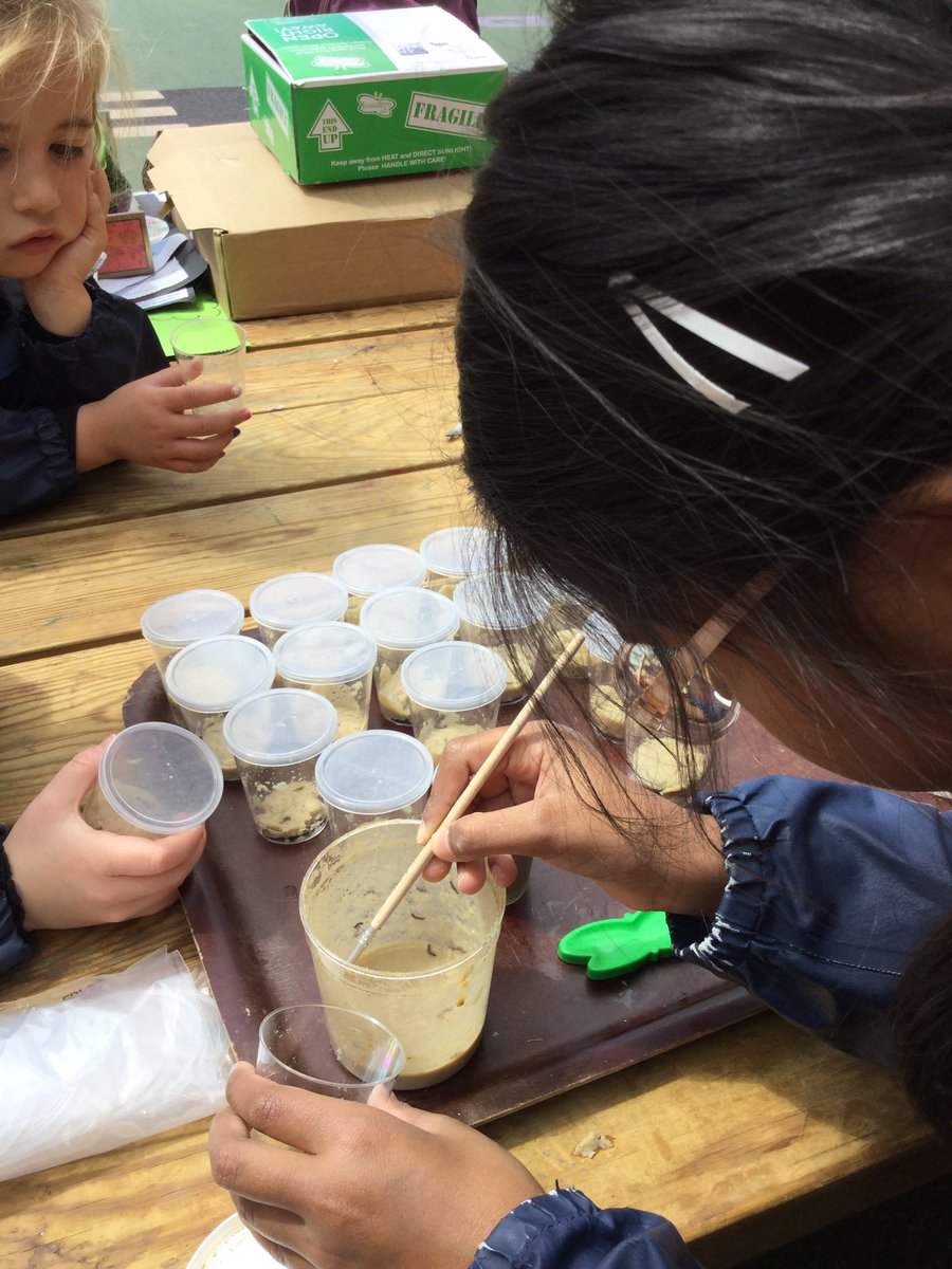 PipersForestSch's tweet image. Reception @PipersPrePrep had a busy afternoon feeding our tadpoles 🐸 and putting baby caterpillars 🐛 into their individual feeding pots. It’s wonderful to watch everything growing. #summer #PipersOutdoors #Pipersforest #forestfun