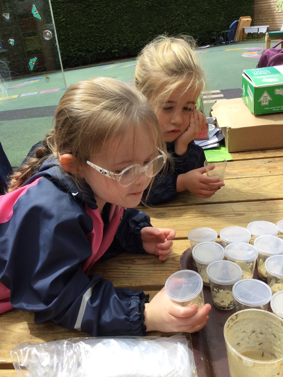 PipersForestSch's tweet image. Reception @PipersPrePrep had a busy afternoon feeding our tadpoles 🐸 and putting baby caterpillars 🐛 into their individual feeding pots. It’s wonderful to watch everything growing. #summer #PipersOutdoors #Pipersforest #forestfun