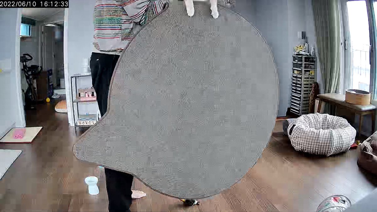 개웃겨 코코 아빠가 안아드는데 안기기 싫다고 버티다가 카펫 들어올림
짱쎈캣