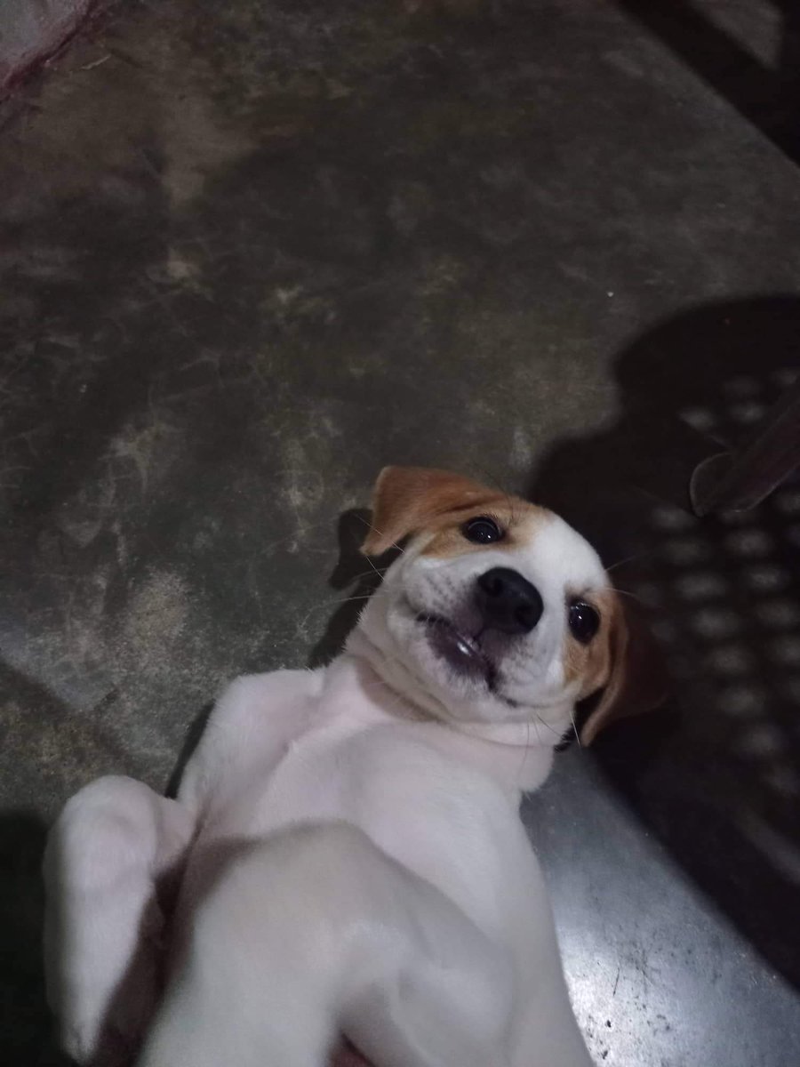 lyrnek's tweet photo. First time ikaw mismo gustong maligo at pumunta sa cr para paligoan, yun na pala last ligo ko sayo tsukii 😭 https://t.co/pAqQ0NZJQ2