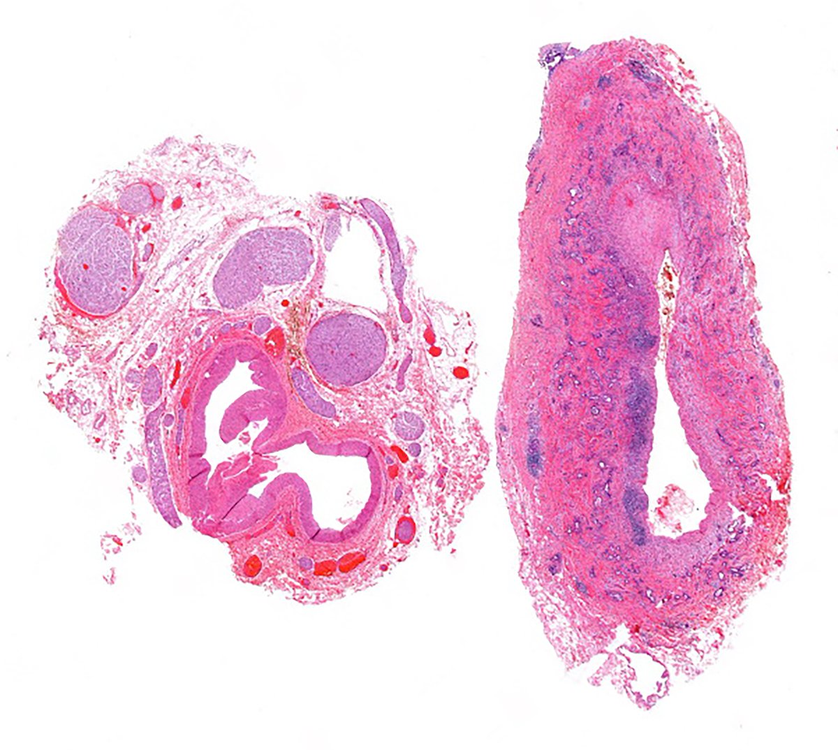 Andrew Bellizzi 🇺🇦 tweet media