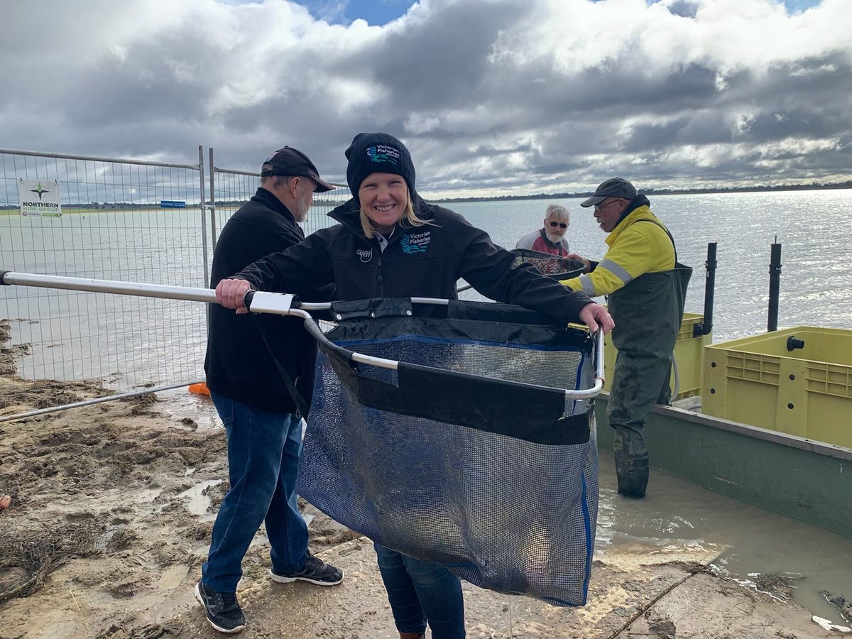VicFisheries's tweet photo. We’ve salvaged and rehomed 33 cod in prime breeding condition  from Greens Lake to the Goulburn River.

To date, a whopping 394 yellas, some up to 6.5kg, have also been rescued from Greens Lake and are now happily settled in Waranga Basin.

A massive thanks to all involved! https://t.co/nVmNb0yhQk