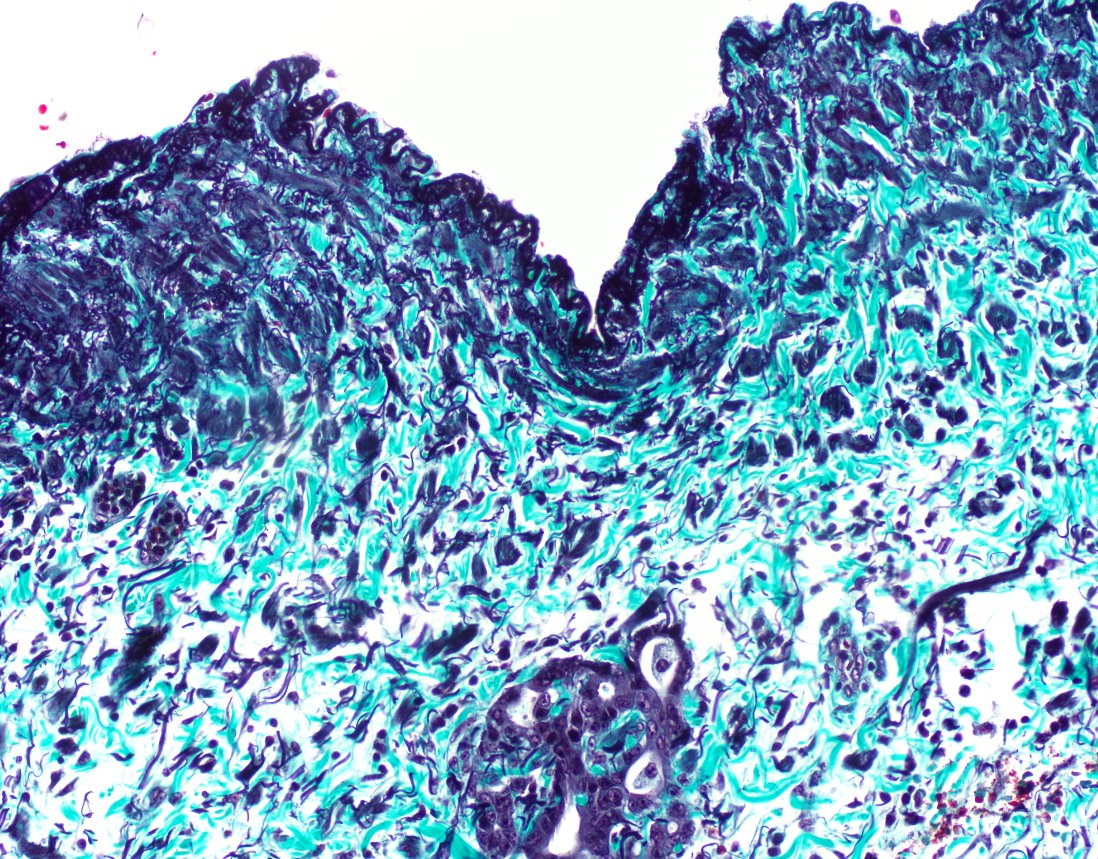 Andrew Bellizzi 🇺🇦 tweet media