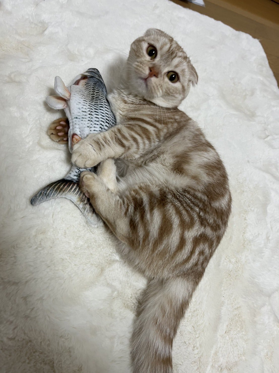 Mayumi Mayumi Twitter