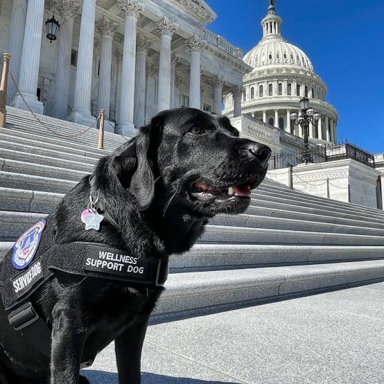 bartsnz's tweet image. I think you need to know that after Jan 6 Capitol Police welcomed support dogs to their ranks. This is Lila. 🥹♥️🇺🇸
#January6thCommitteeHearings