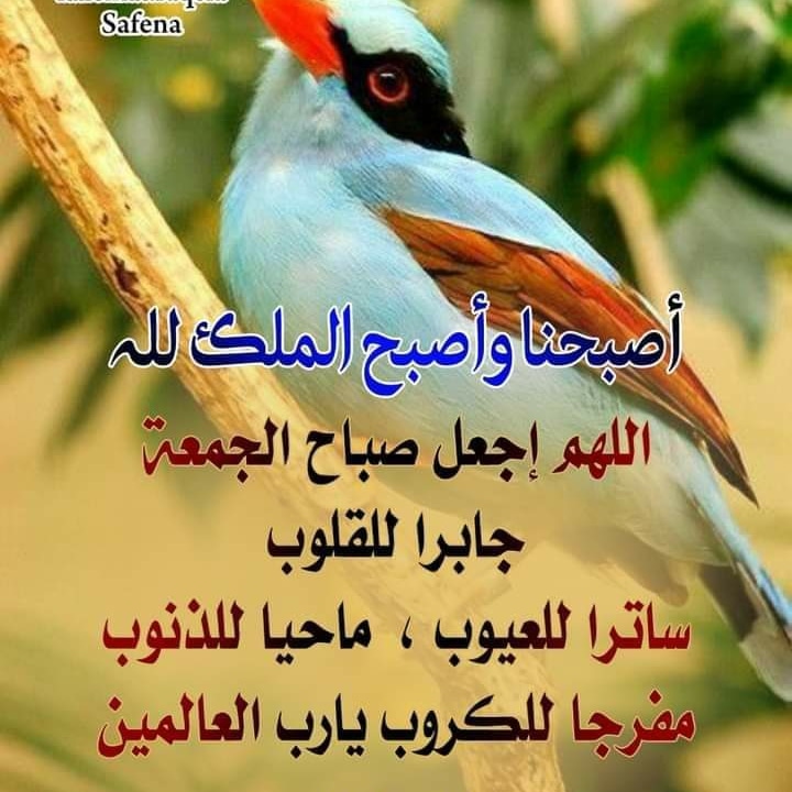 Khaled Itani tweet media