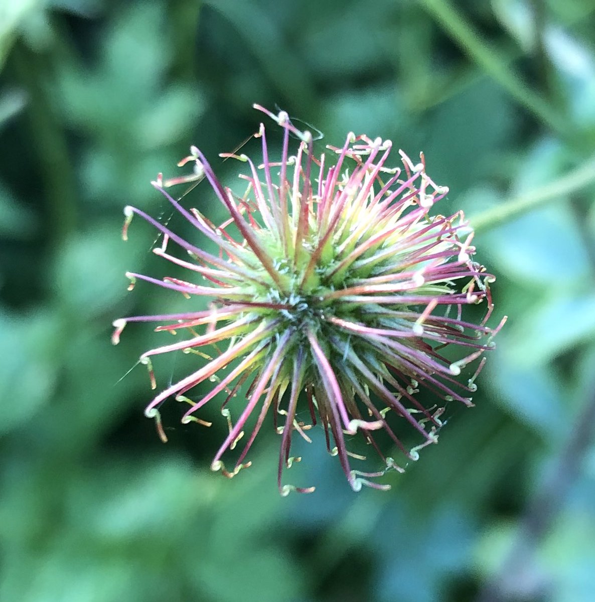 #Corona-Viren bei uns im Garten🦠😬 (Samen von der Echten Nelkenwurz)
