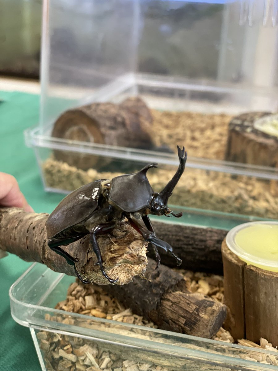 Follow 彩natsu S 372 Art Latest Tweets Twitter