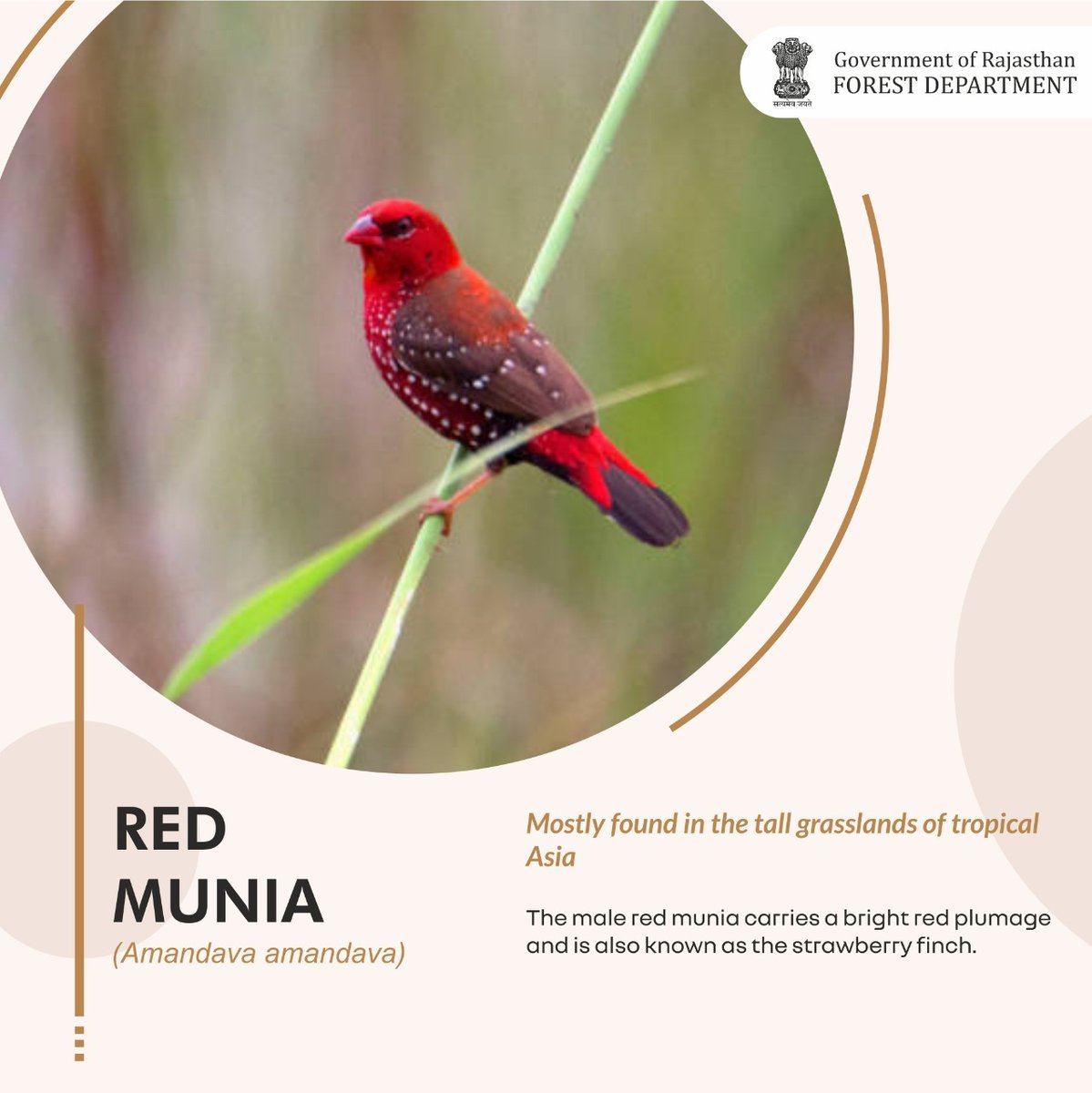 Shailesh6403's tweet photo. 🌳Welcom Rajasthan🌳
Mostly found in the tall grasslands of tropical Asia
The male red munia carries a bright red plumage and is also known as the strawberry finch.
#redmunia
#rajasthanbirRYMP
#RYMP_UDAIPUR
#RYMP_RAJASTHAN
@RajGovOfficial
@_lokeshsharma
@ashokgehlot51 https://t.co/C90vyeLgig