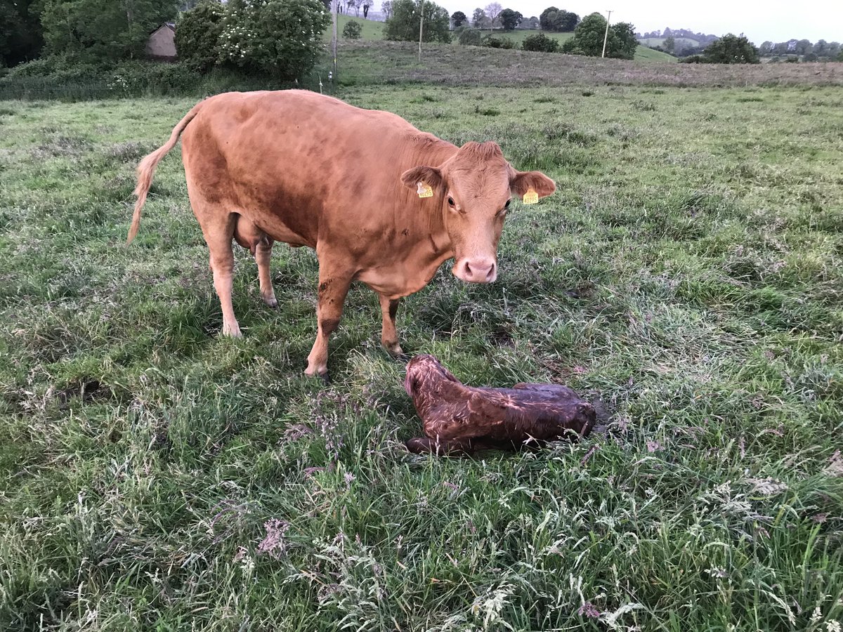 granshalimousin's tweet photo. Where were you an hour ago when the work was done? Lapon bull calf - Immanuel cow looks unimpressed with my definition of perfect timing! https://t.co/QUX8pl3HtV