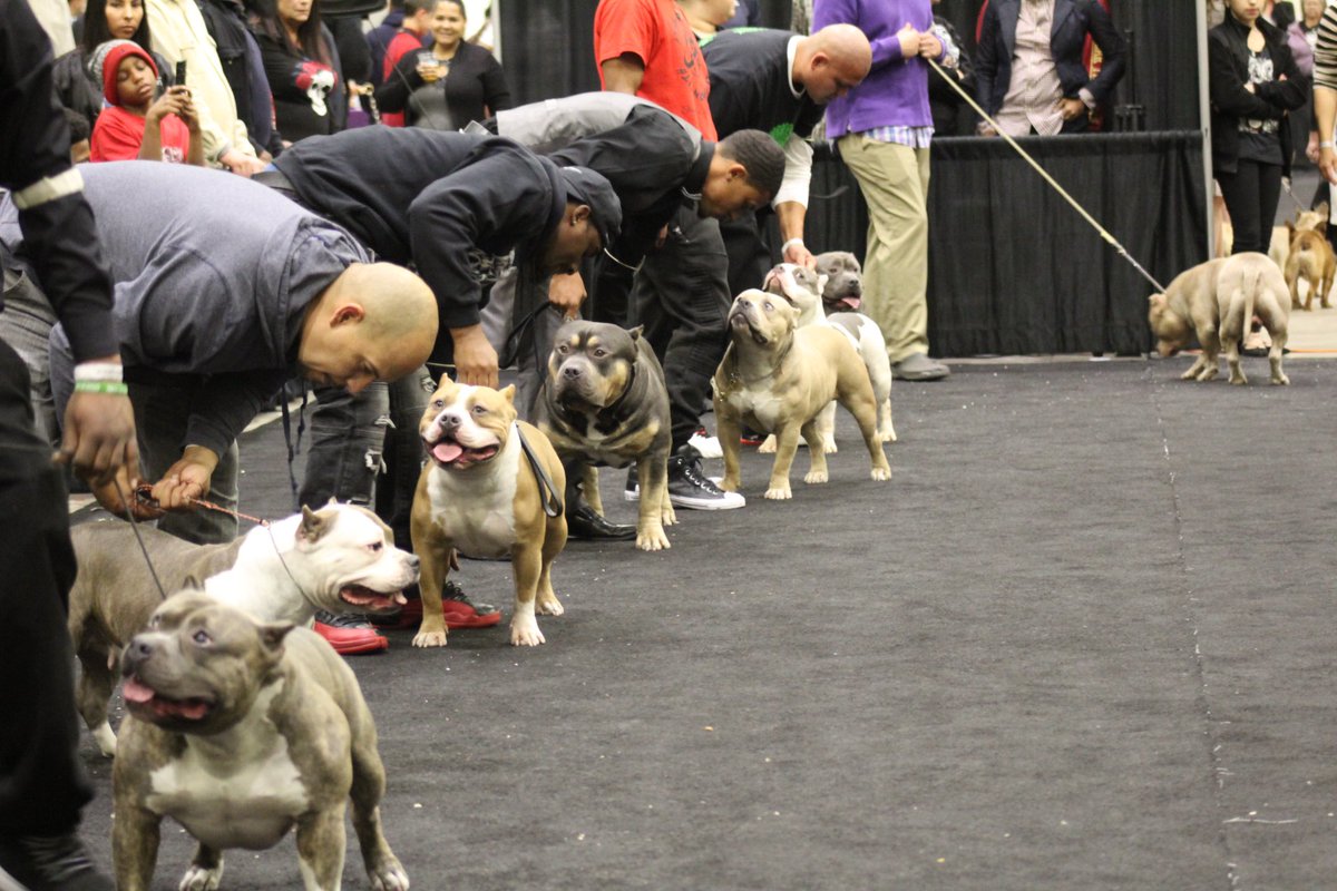 BLOCKCHAINBNFT's tweet photo. The official term for dog shows is conformation as in, the act of conforming or producing conformity. While a dog show may look like a beauty pageant, it's not. Dogs are being measured by how closely they conform to the standard of their particular breed.

#abkc #americanbullys🏆 https://t.co/IxtKbwvfKy